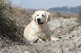 GOLDEN RETRIEVER 442